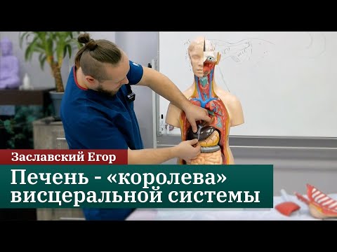 Видео: Печень - «королева» висцеральной системы. Заславский Егор