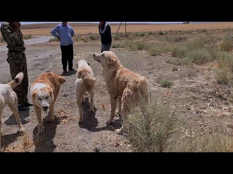 Видео: породные Алабаи чистые как слеза младенца!