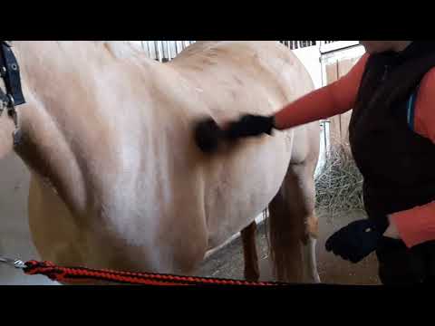 Видео: Чистка лошади