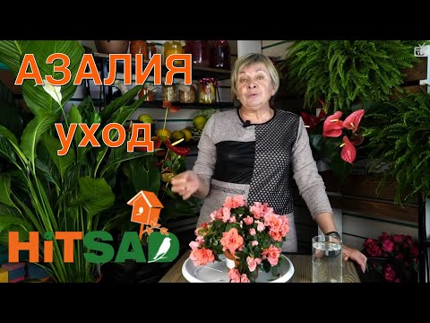Видео: Азалия выращивание и уход -  комнатные растения с Хитсад