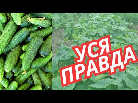 Видео: ПОСІЙТЕ ЦЕЙ ГІБРИД @ОГІРКА🥒 І  ВИ НЕ ВСТИГАТИМЕТЕ  їх  ВИБИРАТИ. Тільки біопрепарати.