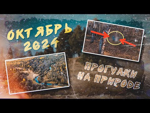 Видео: СОСНОВКА. ОКТЯБРЬ 2024. ПРОГУЛКА НА ПРИРОДЕ.