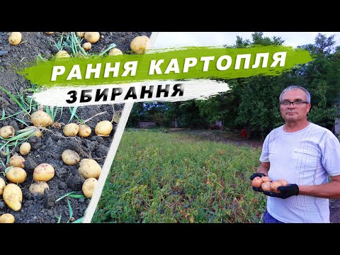 Видео: Рання картопля - збирання врожаю. Копання картоплі мінітрактором