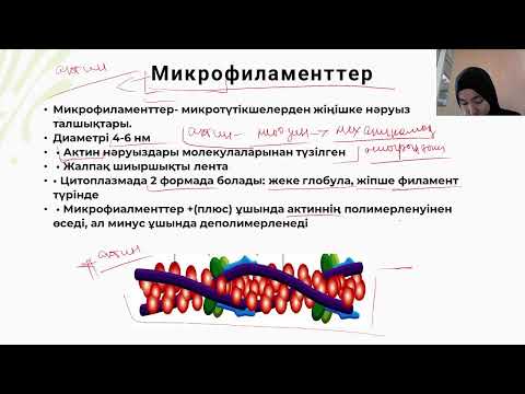 Видео: Цитоқаңқа және жасушаның бірмембрналы органоидтары