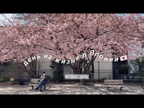 Видео: Раздражает В Японии | бюрократия и сейлормун в кино