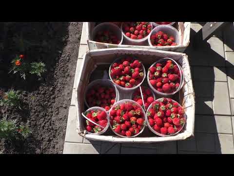 Видео: Практические советы по выращиванию клубники в Сибири