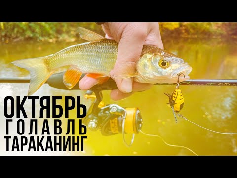 Видео: Октябрь / Голавль / Тараканинг
