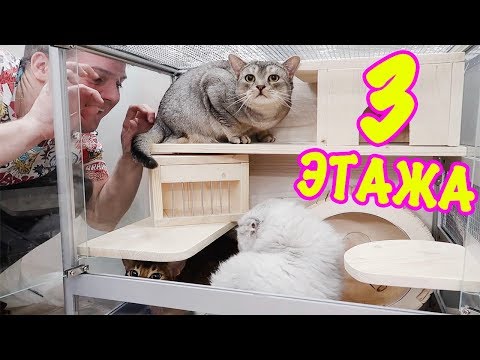 Видео: ГИГАНТСКИЙ СТЕКЛЯННЫЙ ДОМ ДЛЯ ТИМА И ТОМА! КОМУ ДОСТАНЕТСЯ: КОТАМ ИЛИ ДЕГУ?