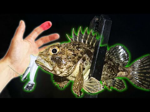 Видео: УБОДЕ МЕ ОТРОВНА РИБА! РИБОЛОВ на СКОРПИД и ВРАНА на Черно Море!