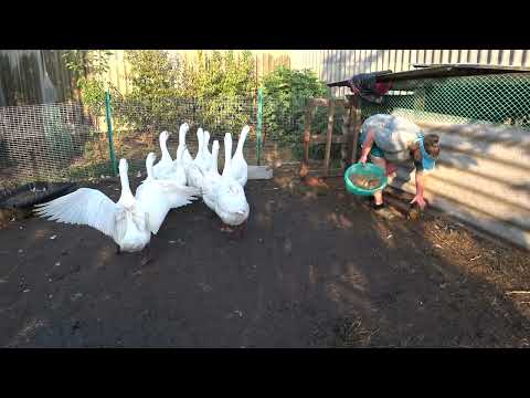 Видео: Наконец то он пришел😍 Накормила птицу 🦢🐔Ровняем стену 💪Спрятали проводку👍Дом на Кубани🏡
