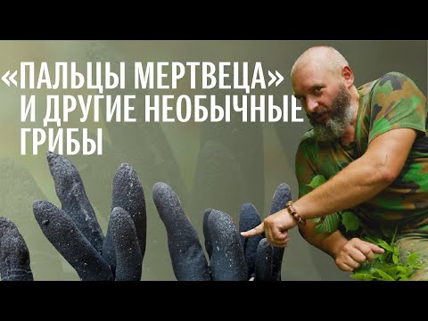 Видео: Необычные грибы Сочи: Моховик трещиноватый, «Пальцы мертвеца». Михаил Вишневский