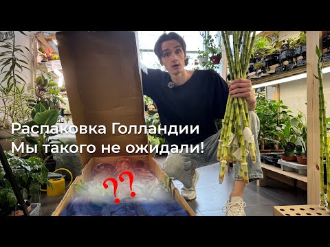 Видео: Распаковка поставки из Голландии - Plants Bel House