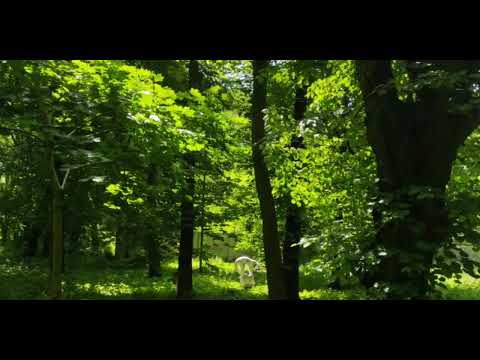 Видео: Монсегюрский романс - Канцлер Ги