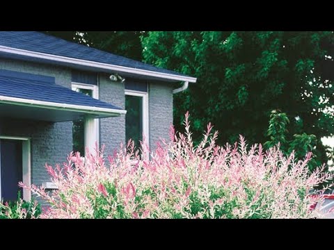 Видео: Кустарники из черенков. Весеннее черенкование. Работает или нет?