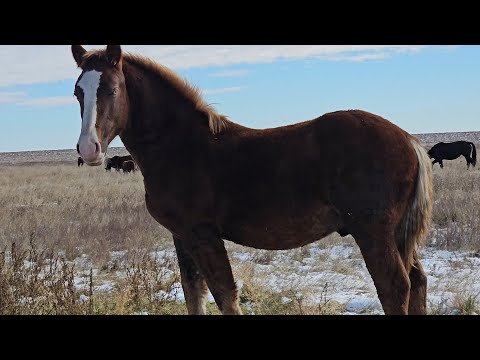 Видео: Табунное коневодство| Холодный циклон отступает | Большой обзор| где Дуся?