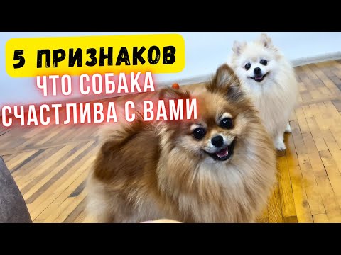 Видео: 🐾5 Признаков Того, Что Ваша Собака Вас Любит 🐾