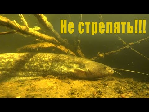 Видео: 100 НЫРКОВ  ЗА 9 МИНУТ!!! ВСЁ РАДИ ОДНОГО КАДРА!!!