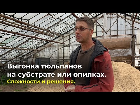 Видео: Выгонка тюльпанов на субстрате и опилках. Сложности и решения.