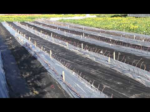 Видео: Виноградная школка. Посадка. Сезон 2022