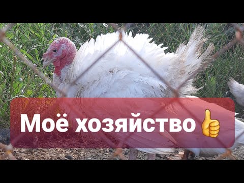 Видео: "Сибирский Фермер" Экскурсия, корма, птица и т.д👍