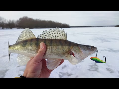 Видео: Я в ШОКЕ от такой рыбалке на Оке, коряга оживает! Ловля судака на VIB поймал бонус.