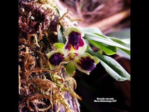 Видео: HARAELLA RETROCALLA -  описание и основы ухода