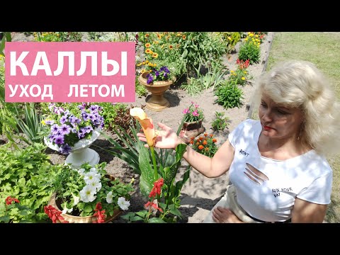 Видео: Каллы в ландшафтном дизайне. Как ухаживать за каллами