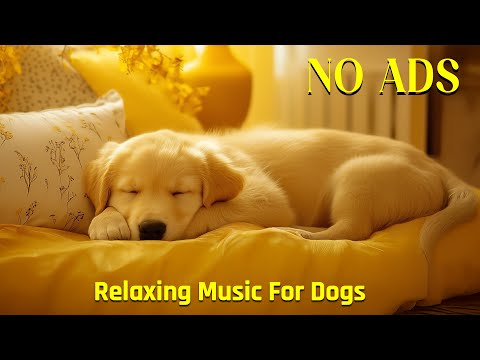 Видео: 🎶 Музыка успокаивает собак — научно доказано! 🐶 Снижает тревожность и стресс естественным путём