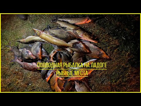 Видео: Подводная охота на Ладоге. Самые рыбные места.