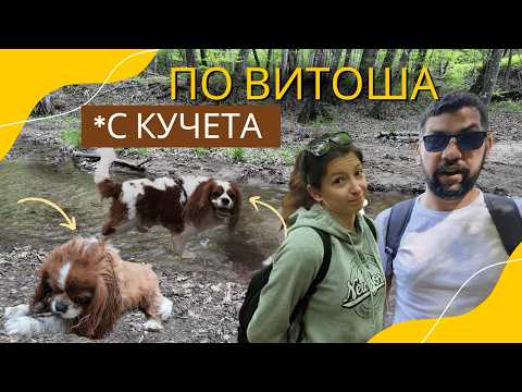 Видео: 🐶 Кв. Княжево – хижа Момина скала пешком (С СОБАКАМИ!) 🌲 #влог #2025 #travel #dog