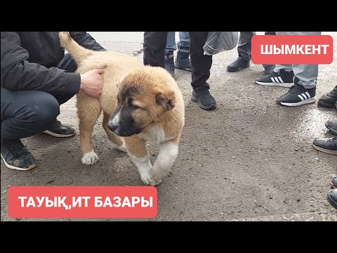 Видео: Тауық базар Шымкент қаласы