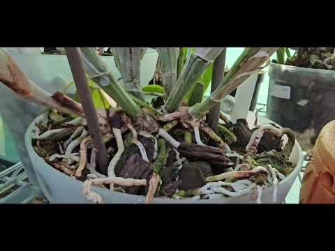 Видео: Орхидея Каттлея уход и содержание Королевы Орхидей. Повторное видео