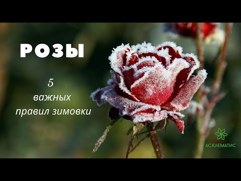 Видео: Отличная зимовка роз! Правильно выбираем сорта роз | Моя техника и секреты качественного укрытия