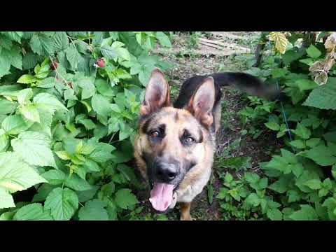 Видео: малина 2 таймер vs летняя малина - 4 июля 2022 г.