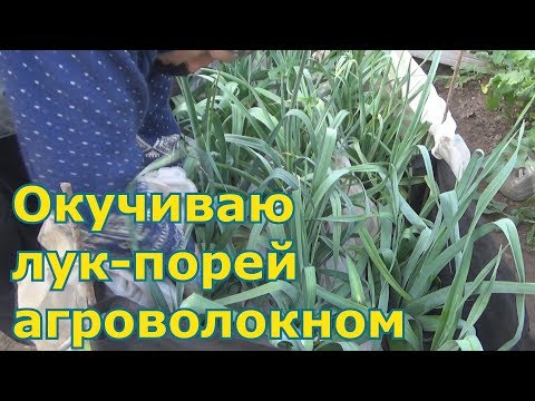 Видео: Необычное окучивание лука-порея. Эксперимент.