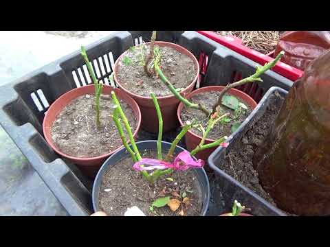 Видео: О подготовке роз к зимовке в погребе и кое что ещё...