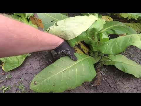 Видео: как растет Kentucky-15 KY-15, Magnolia,Havana Gold,Green Brior