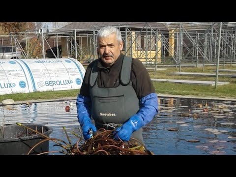 Видео: Разные варианты зимовки нимфей в условиях Сибири, купить нимфеи в питомнике "Сибирская кувшинка"