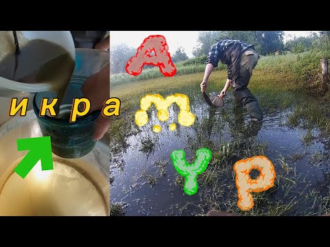Видео: АМУР и ТОЛСТОЛОБИК   *** Получаем икру! ЛОВЛЮ РЫБУ РУКАМИ  *** GRASS CARP AND SILVER CARP CAVIAR