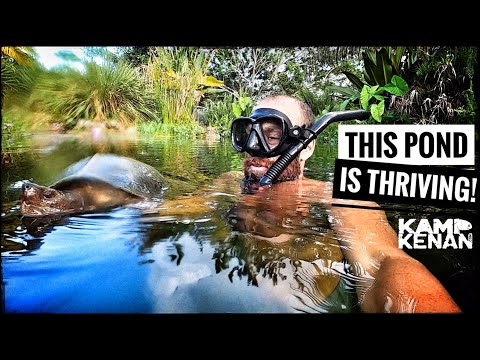 Видео: Плавание с ВЕЛИЧАЙШЕЙ из черепах! (+Обновление CICHLID)