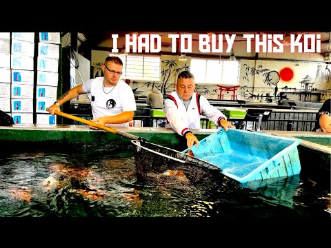 Видео: ПОСЕТИТЕ МАГАЗИН KOI Я ДОЛЖЕН БЫЛ КУПИТЬ ЭТОГО KOI!!!