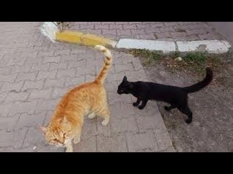 Видео: Бельдиби. Прогулка по улице Аттатюрка.