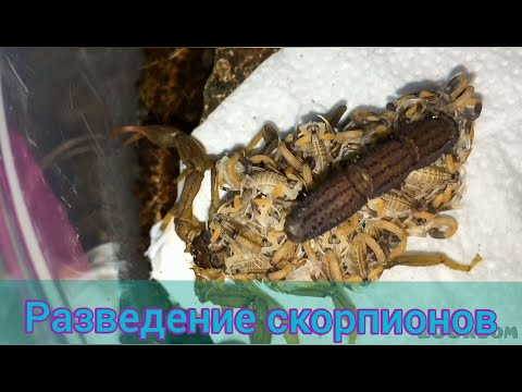 Видео: Разведение скорпионов. Малыши Hottentotta hottentotta