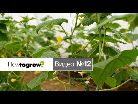 Видео: Результаты сравнения трех ранних гибридов огурцов