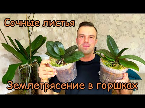 Видео: МИНУСЫ горшков ВЕДЕРОК? ОРХИДЕИ «Парфюмки» после ПЕРЕСАДКИ в ЗС.