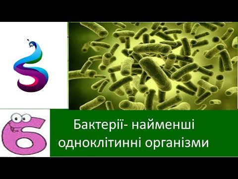 Видео: Бактерії- найменші одноклітинні організми.