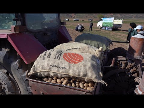 Видео: VIBE-формат \ Новые горизонты для агроинноваций \ Супер Элита картофеля \ Чоң-Алай