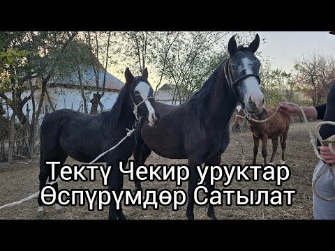 Видео: Бүгүн 2 ноября 2025 Линя чекир 2 өспүрүм сатылат #жылкыбазар #атбазар #horse #арабскиелошади 