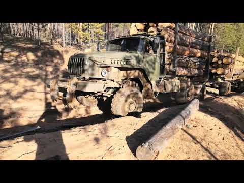 Видео: Вывозка леса. Урал с двух стыковым прицепом