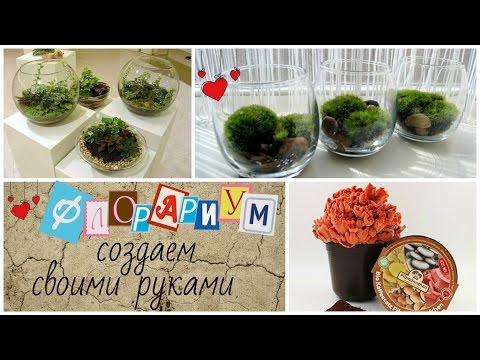 Видео: Лесной флорариум. Начало.  Сбор материалов.1 часть